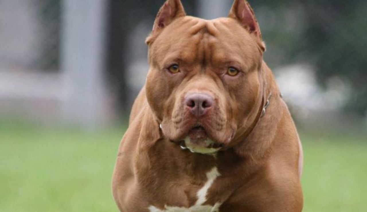 Imagen de archivo de un pitbull