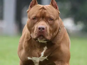 Imagen de archivo de un pitbull Imagen de archivo de un pitbull