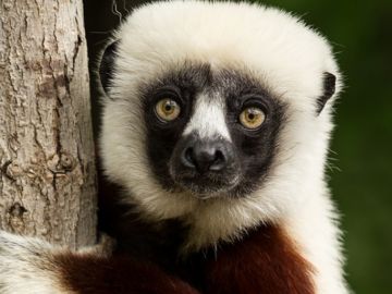 Lista Roja de animales en extinción. Lemur