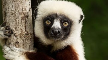 Lista Roja de animales en extinción. Lemur