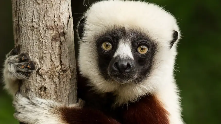 Lista Roja de animales en extinción. Lemur Lista Roja de animales en extinción. Lemur