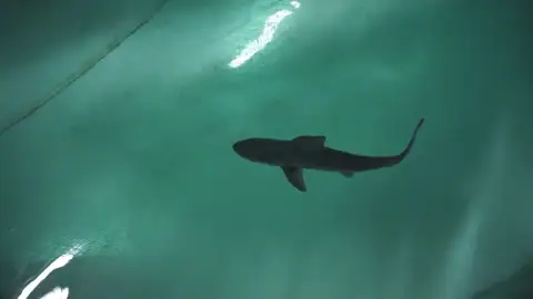 Nacen por primera vez en el Oceanogràfic ocho tiburones grises Nacen por primera vez en el Oceanogràfic ocho tiburones grises