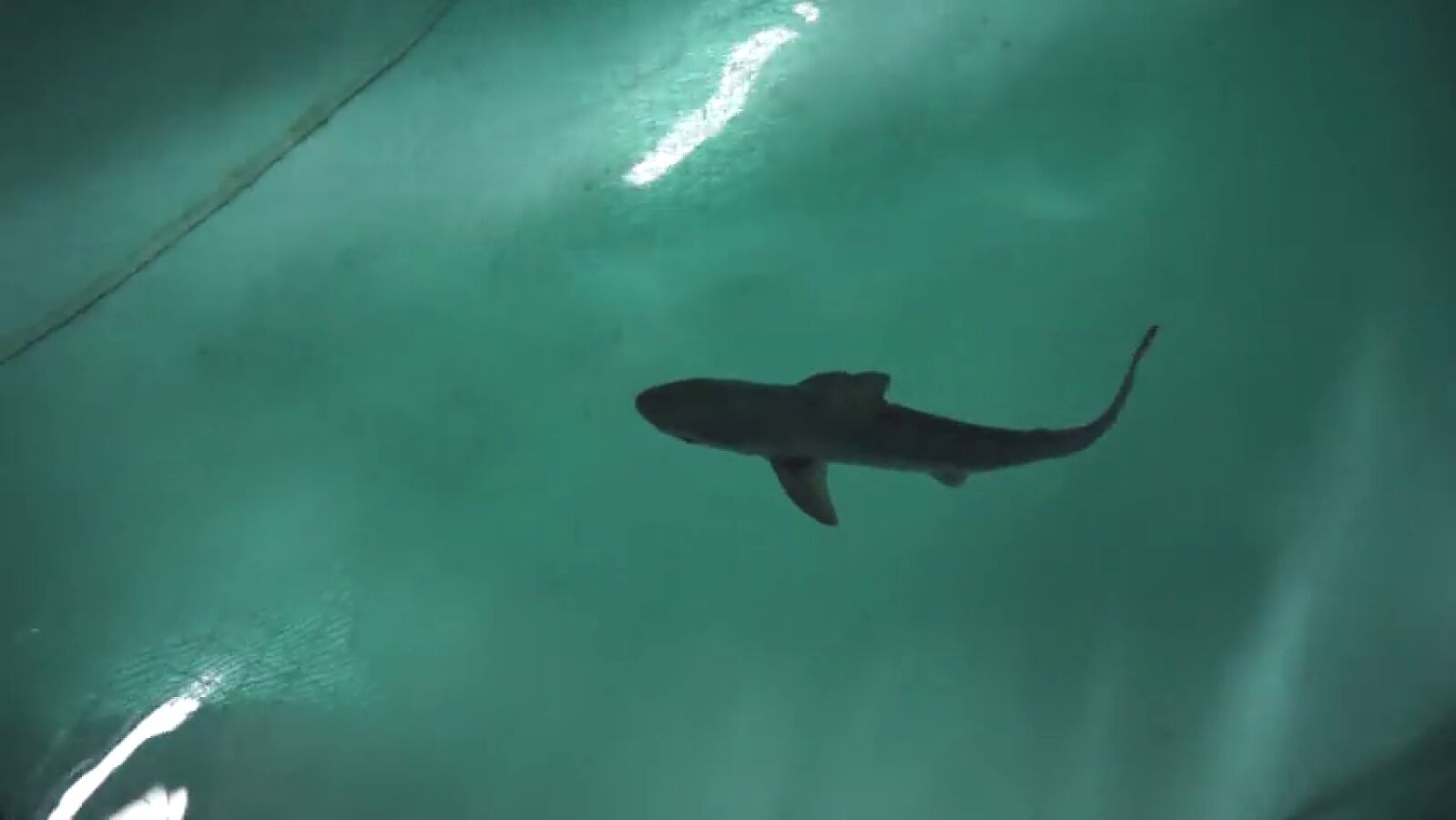Nace por primera vez en el Oceanogràfic de Valencia una camada de ocho tiburones grises