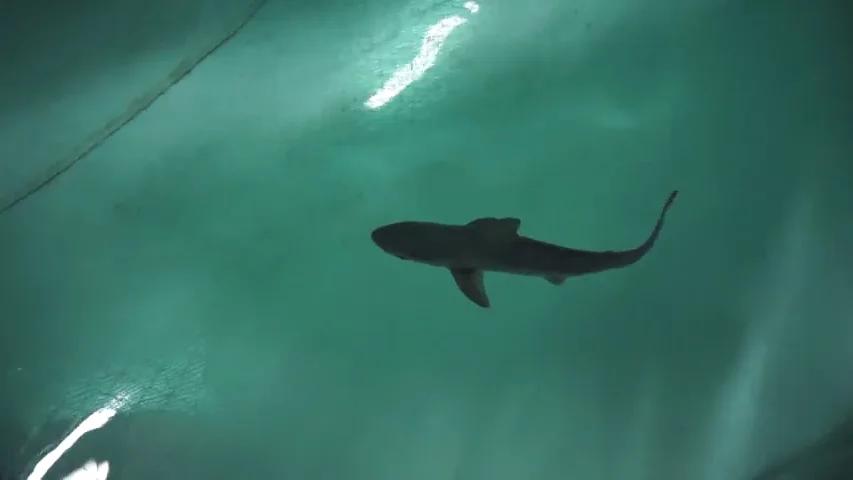 Nacen por primera vez en el Oceanogràfic ocho tiburones grises Nacen por primera vez en el Oceanogràfic ocho tiburones grises