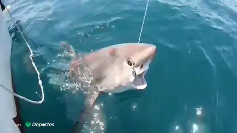 TIBURONUMRBIA TIBURONUMRBIA