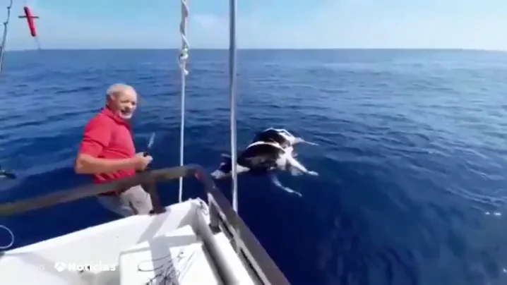 VACA MUERTA