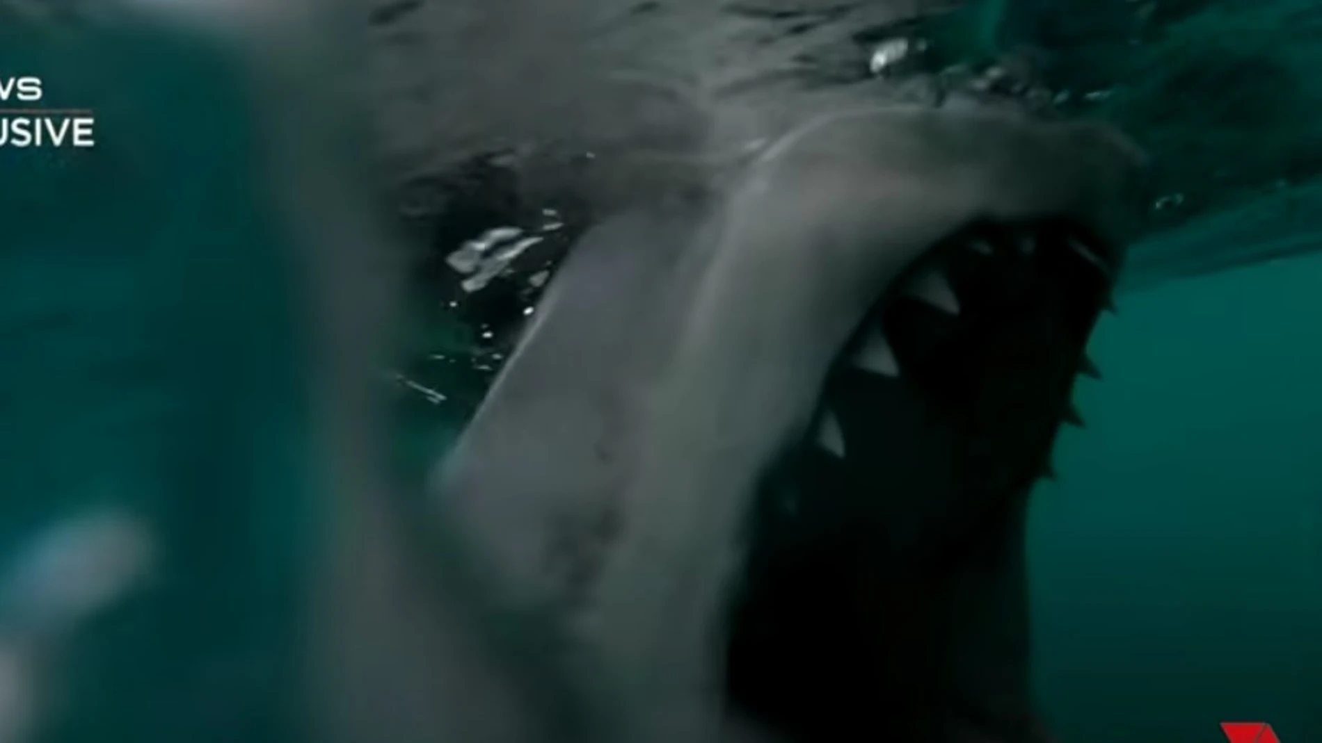 Momento en el que un tiburón muerde el motor de una embarcación Momento en el que un tiburón muerde el motor de una embarcación