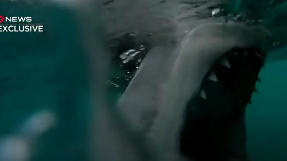 Momento en el que un tibur&oacute;n muerde el motor de una embarcaci&oacute;n