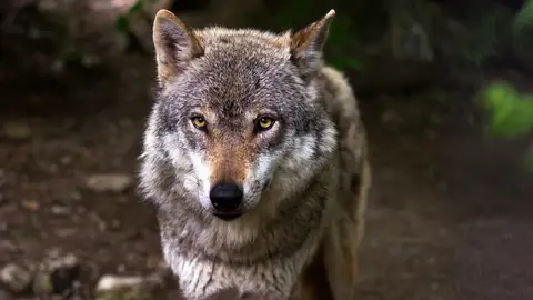 Lobo Lobo