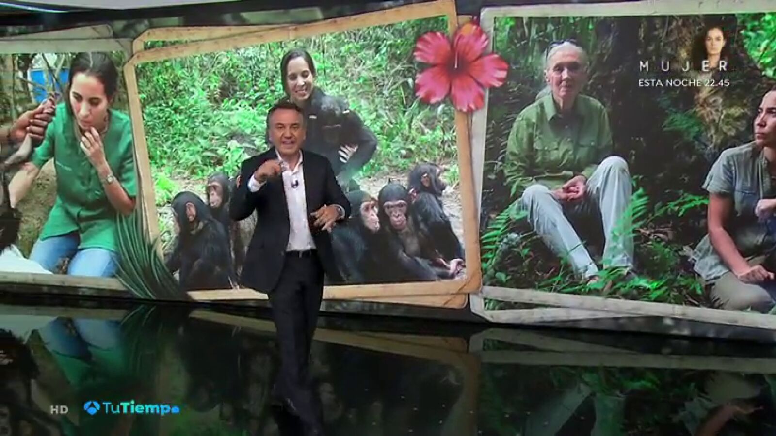 Los chimpancés sufren un gran declive en el mundo por la desaparición de su hábitat