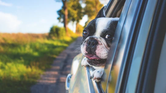 Perro asomado a la ventanilla de un coche Perro asomado a la ventanilla de un coche