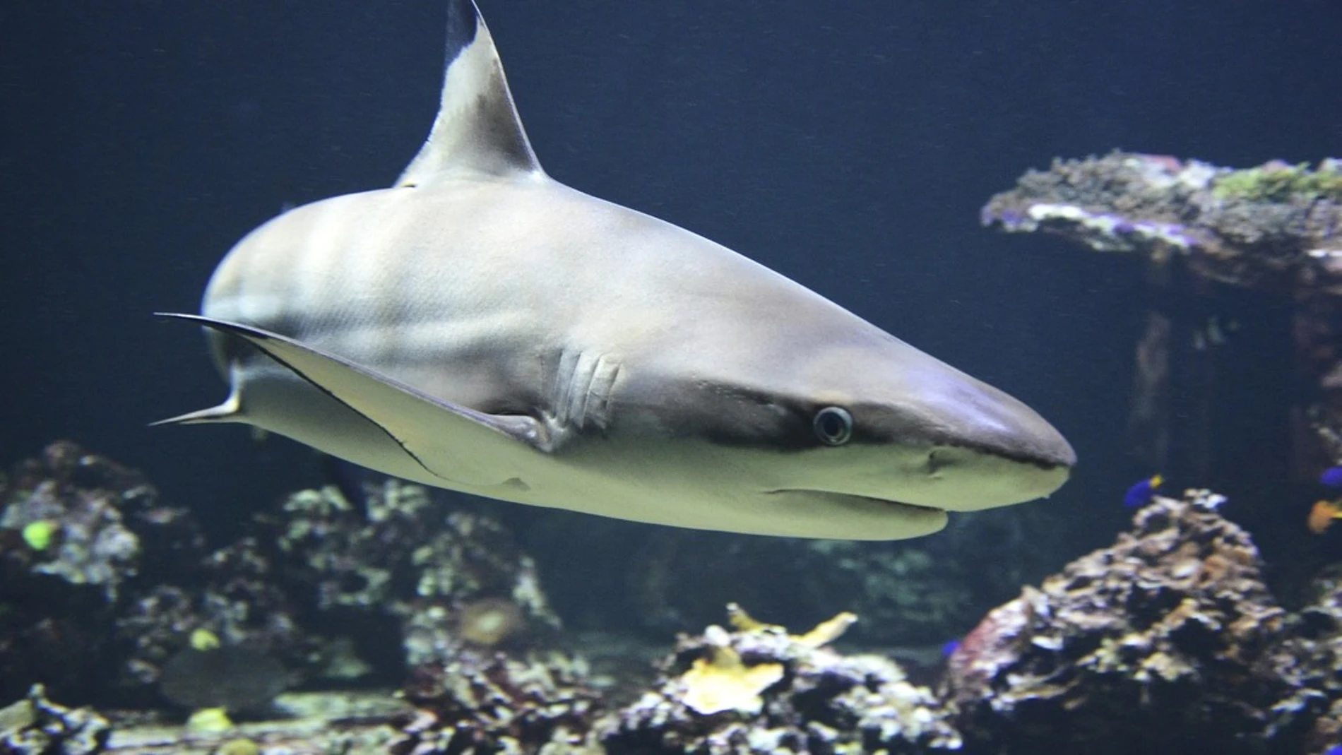 Tiburón Tiburón