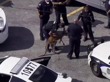 Aparece un canguro corriendo y asustado por las calles de Miami Aparece un canguro corriendo y asustado por las calles de Miami