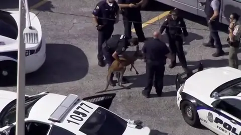 Aparece un canguro corriendo y asustado por las calles de Miami Aparece un canguro corriendo y asustado por las calles de Miami