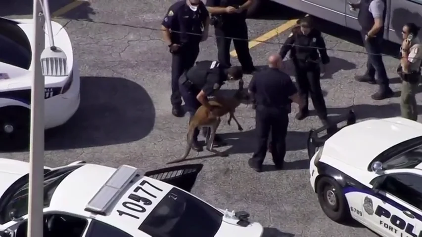 Aparece un canguro corriendo y asustado por las calles de Miami