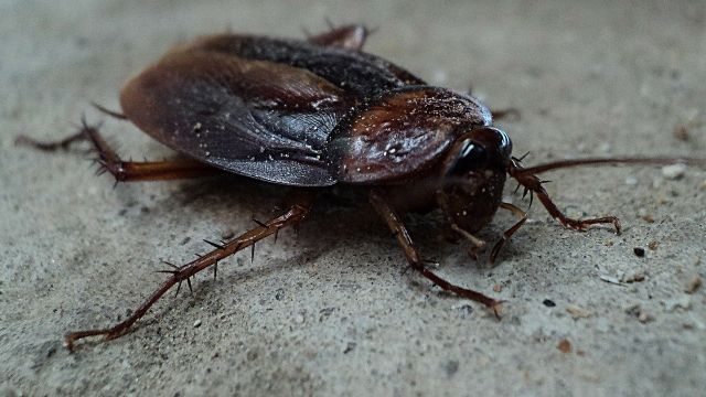 Al Pisar Una Cucaracha Deja Huevos