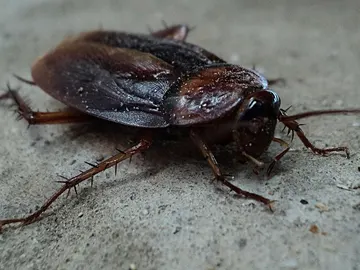 Cucaracha Cucaracha
