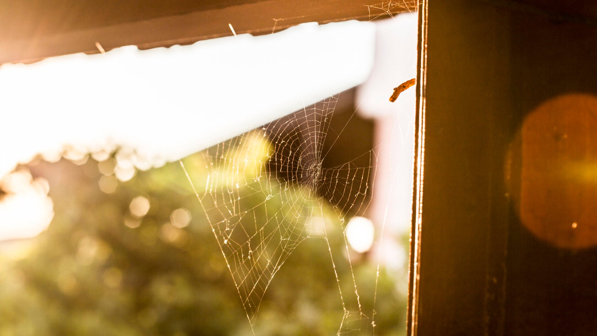 Telara&ntilde;as en casa