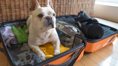 Viajes con el perro, ¿qué precauciones debes tener?
