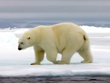 Un estudio advierte de la extinción casi total de los osos polares para 2100 Un estudio advierte de la extinción casi total de los osos polares para 2100