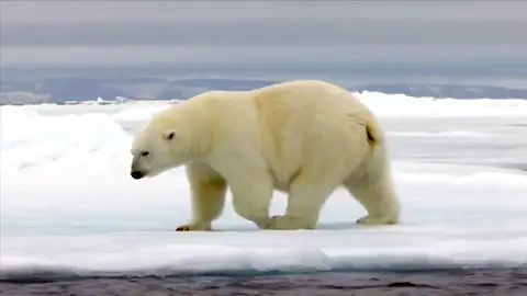 Un estudio advierte de la extinción casi total de los osos polares para 2100 Un estudio advierte de la extinción casi total de los osos polares para 2100