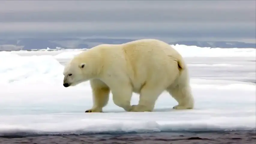 Un estudio advierte de la extinci&oacute;n casi total de los osos polares para 2100