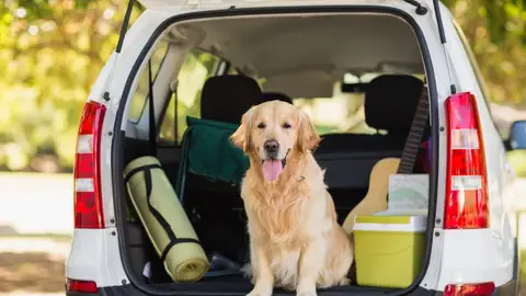Perro de viaje Perro de viaje