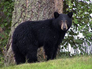 Oso negro
