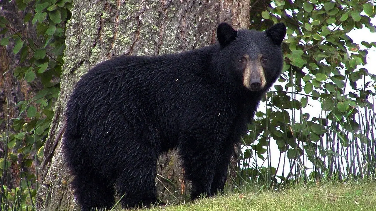 Oso negro
