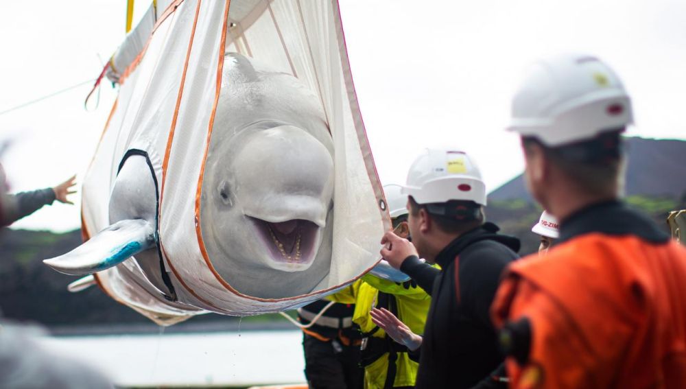 La sonrisa de una beluga que va a ser liberada tras muchos años en cautiverio
