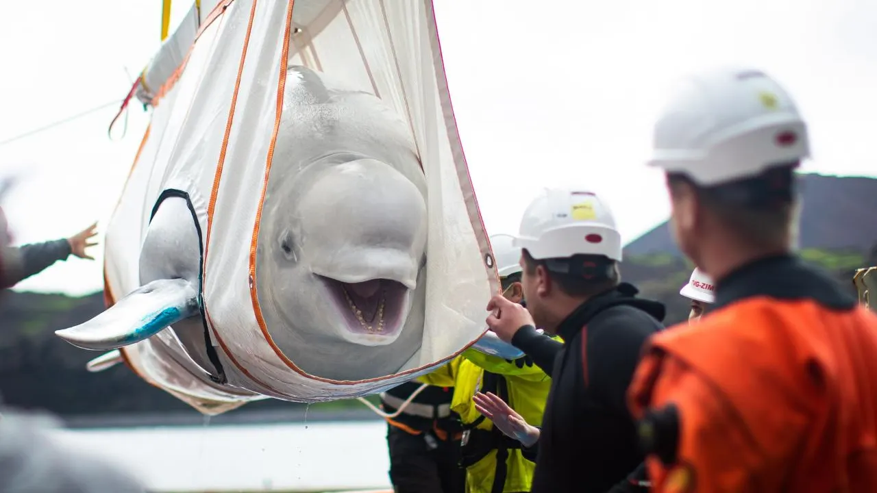 La sonrisa de una beluga que va a ser liberada tras muchos años en cautiverio beluga