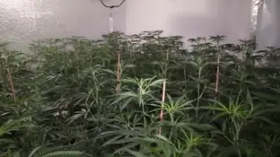 Los Mossos d'Esquadra detienen a 20 personas y desmantelan una organización criminar de tráfico de marihuana Los Mossos d'Esquadra detienen a 20 personas y desmantelan una organización criminar de tráfico de marihuana