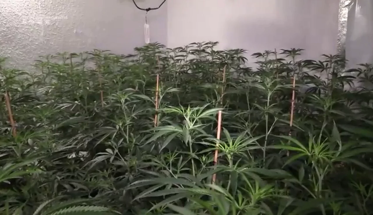 Los Mossos d'Esquadra detienen a 20 personas y desmantelan una organización criminar de tráfico de marihuana