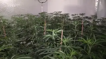 Los Mossos d'Esquadra detienen a 20 personas y desmantelan una organización criminar de tráfico de marihuana Los Mossos d'Esquadra detienen a 20 personas y desmantelan una organización criminar de tráfico de marihuana