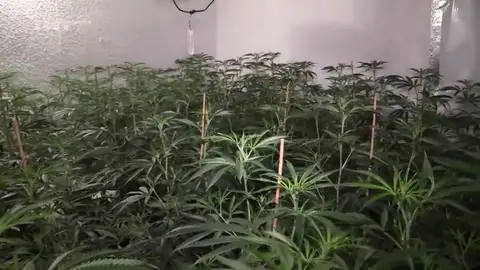 Los Mossos d'Esquadra detienen a 20 personas y desmantelan una organización criminar de tráfico de marihuana Los Mossos d'Esquadra detienen a 20 personas y desmantelan una organización criminar de tráfico de marihuana