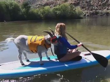 'Mr Mayhem', la cabra que adora hacer paddle surf en Idaho (Estados Unidos)
