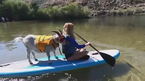 'Mr Mayhem', la cabra que adora hacer paddle surf en Idaho (Estados Unidos) 'Mr Mayhem', la cabra que adora hacer paddle surf en Idaho (Estados Unidos)