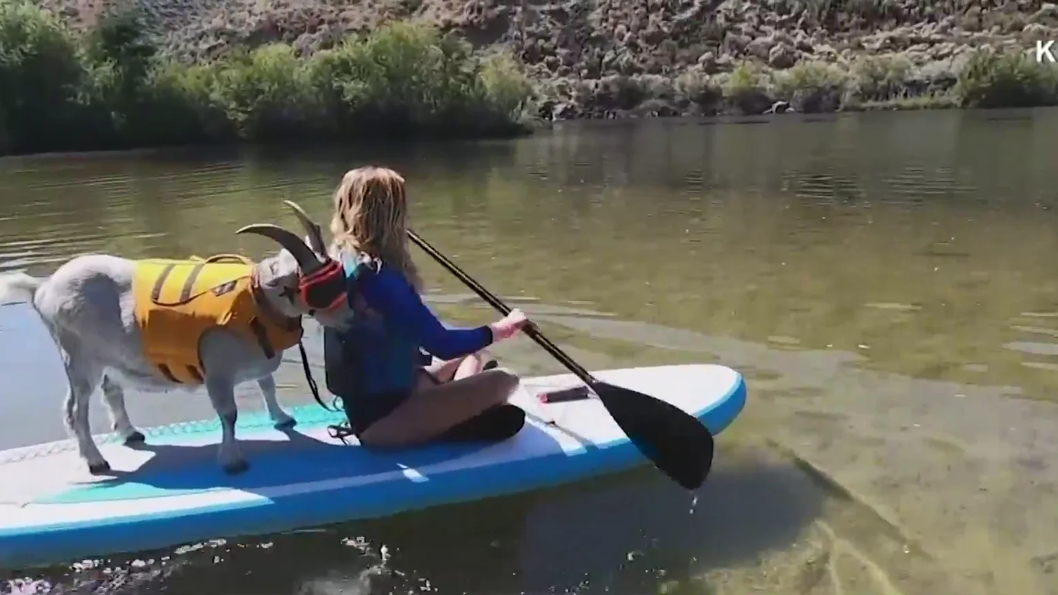 'Mr Mayhem', la cabra que adora hacer paddle surf en Idaho (Estados Unidos) 'Mr Mayhem', la cabra que adora hacer paddle surf en Idaho (Estados Unidos)