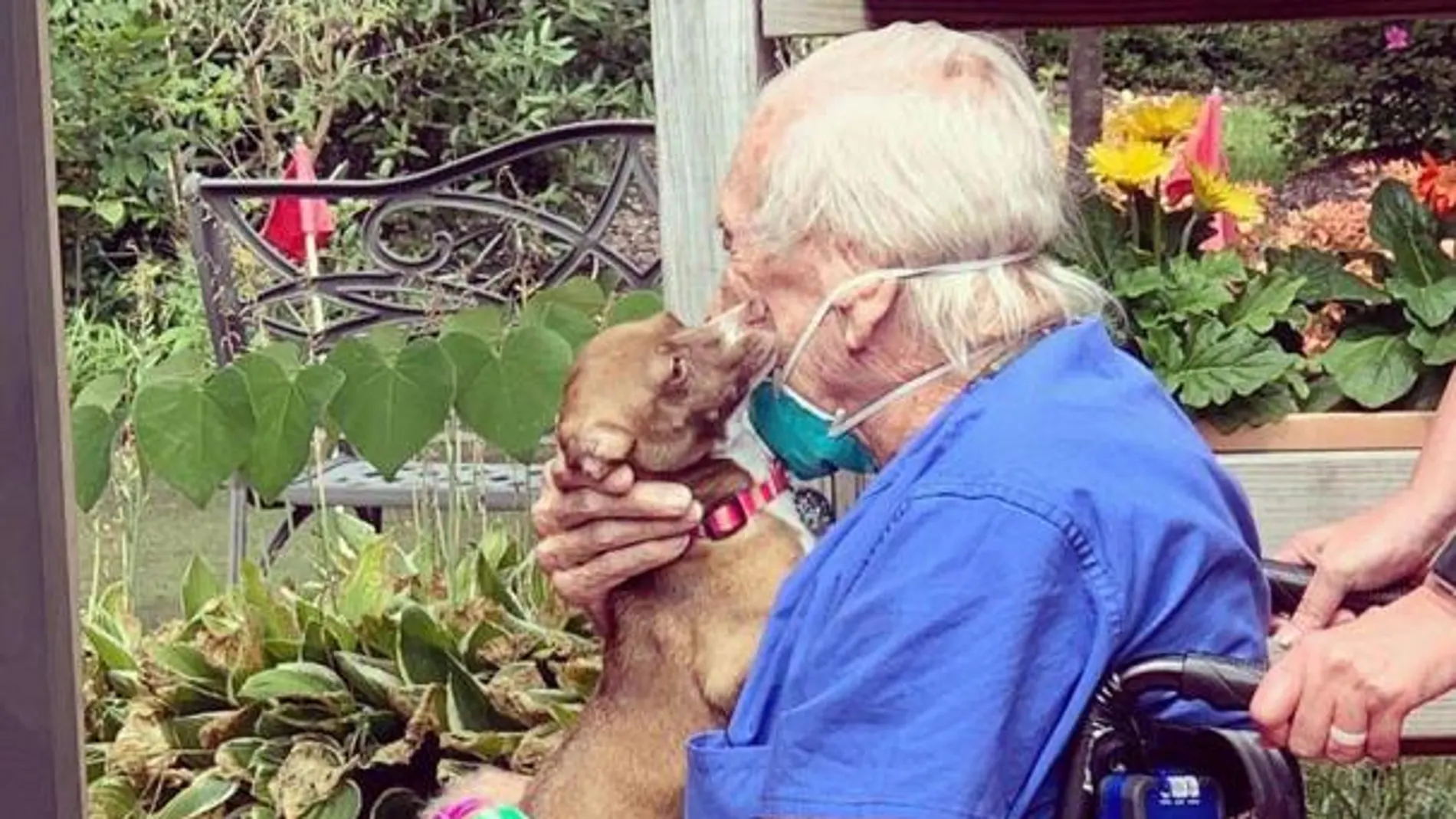 Un anciano salva la vida gracias al entrenamiento de su perro Un anciano salva la vida gracias al entrenamiento de su perro