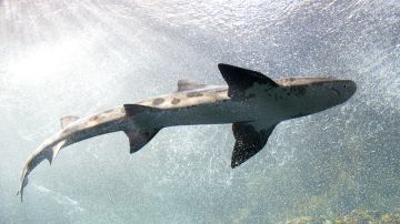 Tiburón