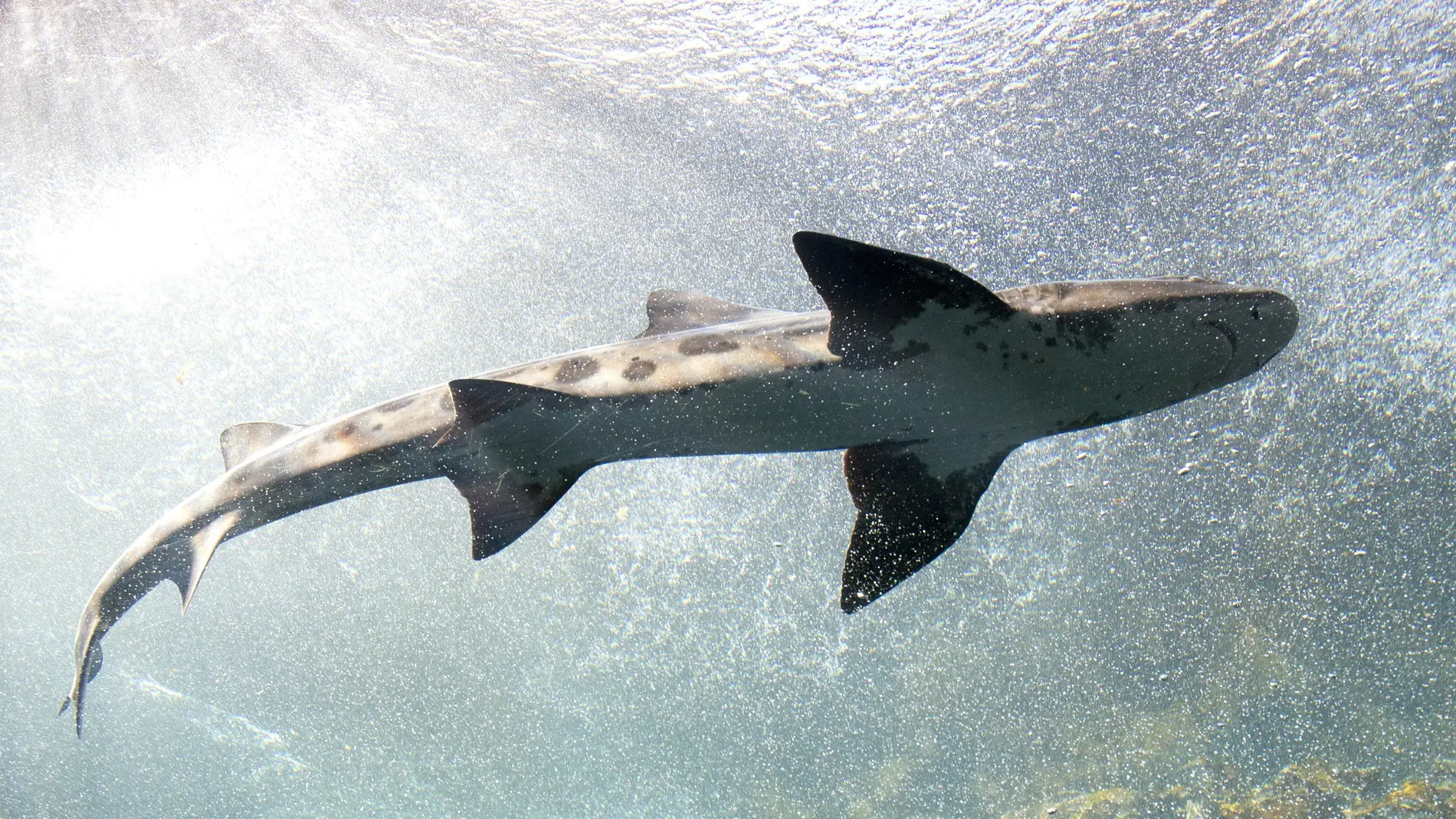 Tiburón