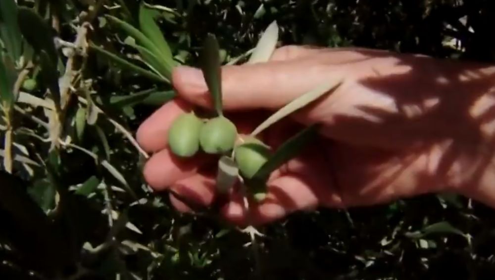 Cultivo de aceitunas en España