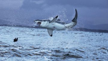 Tiburón blanco