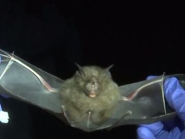 Los cazadores de virus, pieza clave para confirmar si el origen del coronavirus está en los murciélagos