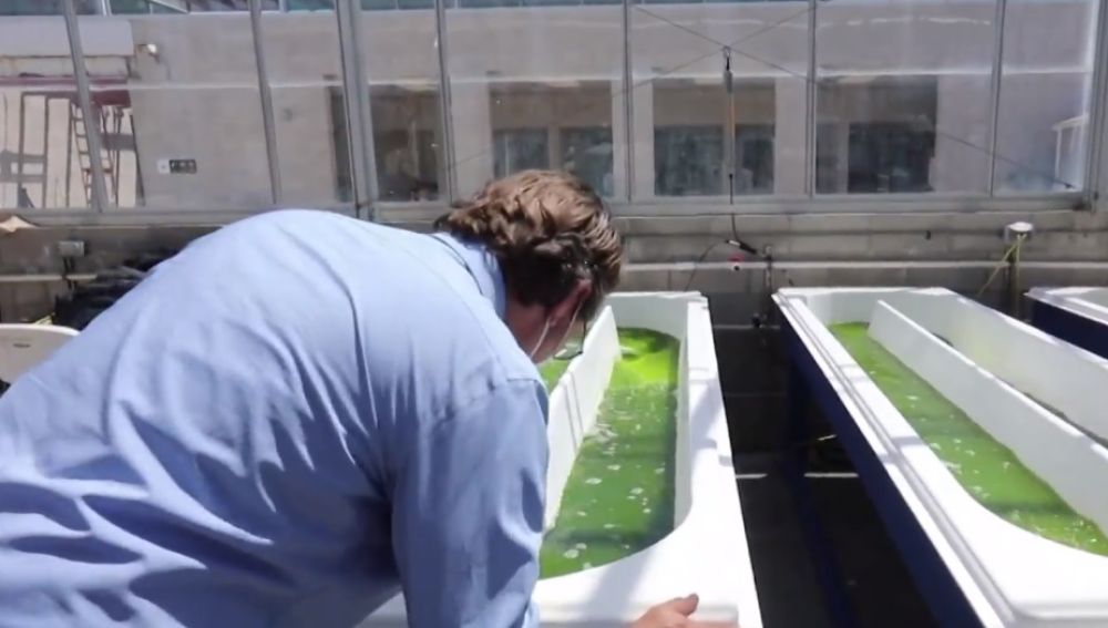 Crean unas chanclas a base de algas