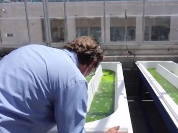 Crean unas chanclas a base de algas