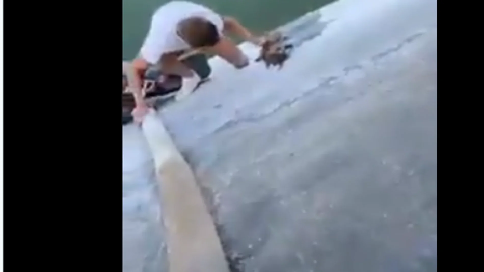 Unos jóvenes salvan a un zorro en Roquetas de Mar Unos jóvenes salvan a un zorro en Roquetas de Mar