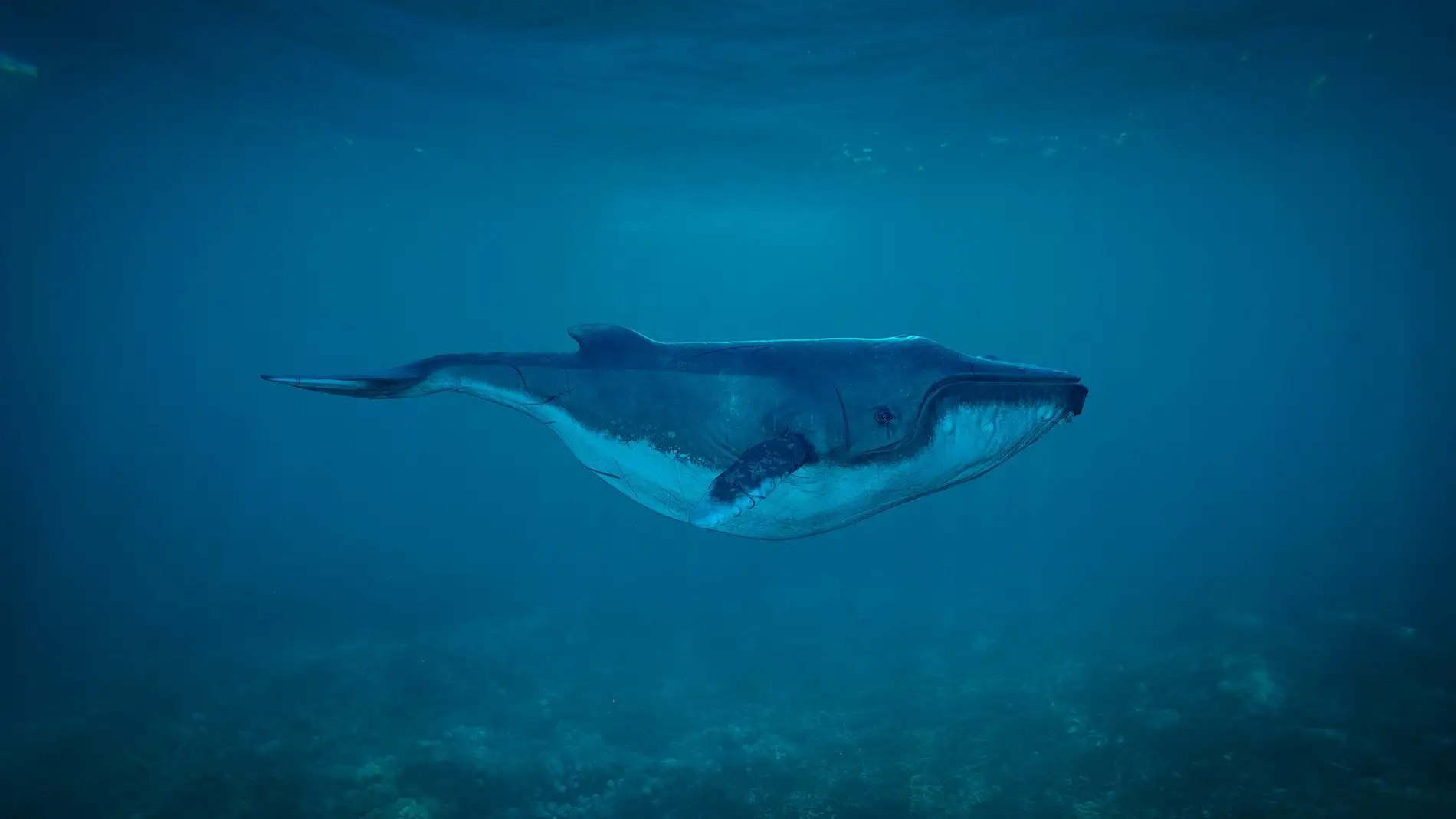 Ballena