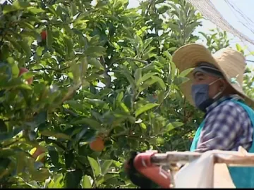 Lorenzo Ramos, secretario general de UPA: "El campo es seguro, se están haciendo controles para todos los que vienen de fuera" Lorenzo Ramos, secretario general de UPA: "El campo es seguro, se están haciendo controles para todos los que vienen de fuera"