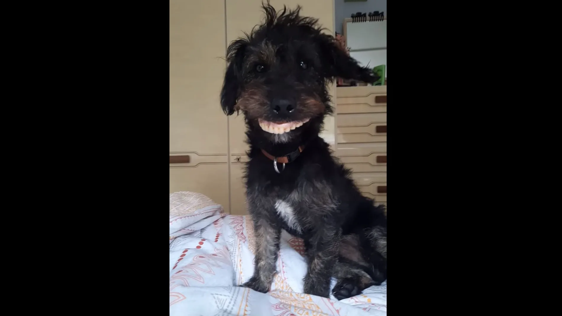 La viral carcajada de una mujer al ver su perro llevando la dentadura de su madre La viral carcajada de una mujer al ver su perro llevando la dentadura de su madre
